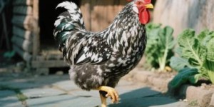 荷风送香、雁字回时打猜一最佳的生肖，释义词语解释梳理