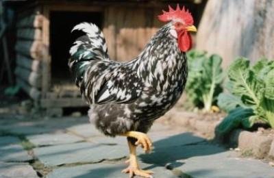 荷风送香、雁字回时打猜一最佳的生肖，释义词语解释梳理